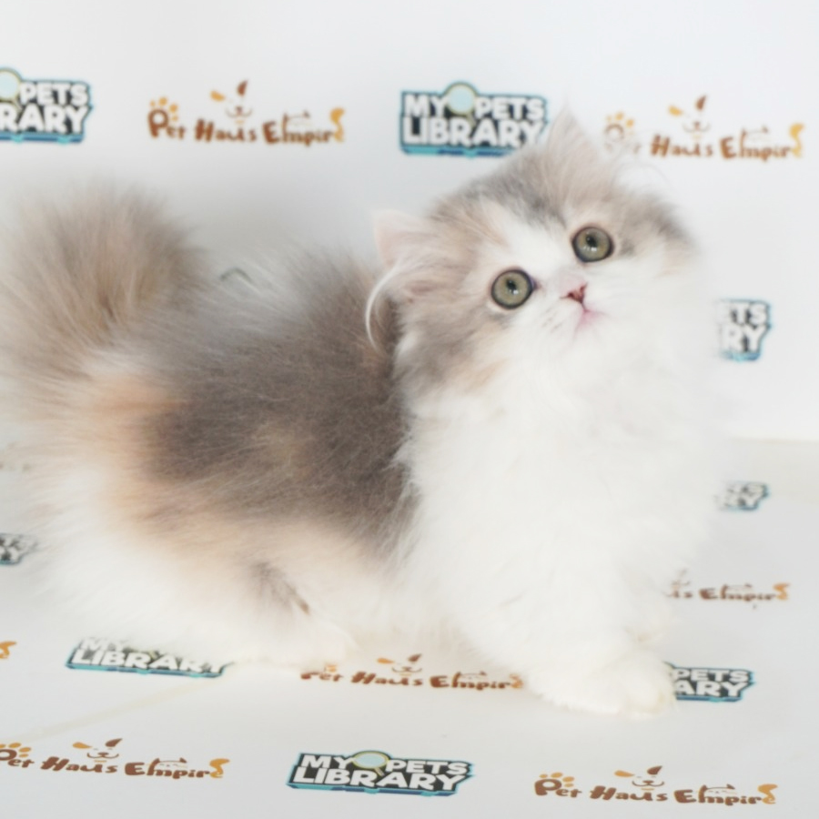 Munchkin Kitten
