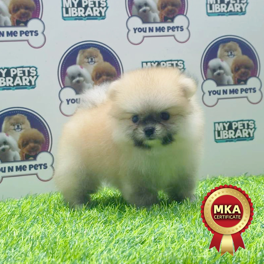MKA Pomeranian Puppy