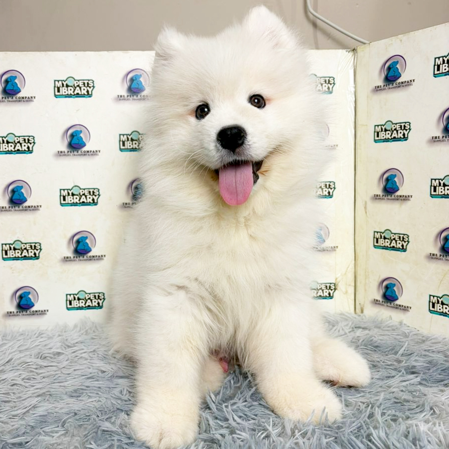 Samoyed Puppy