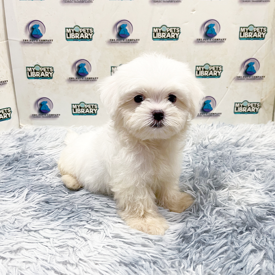 Maltese Puppy