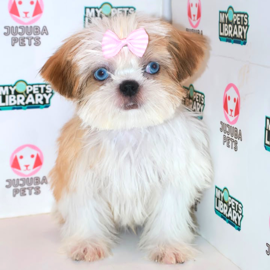 Shih Tzu Puppy