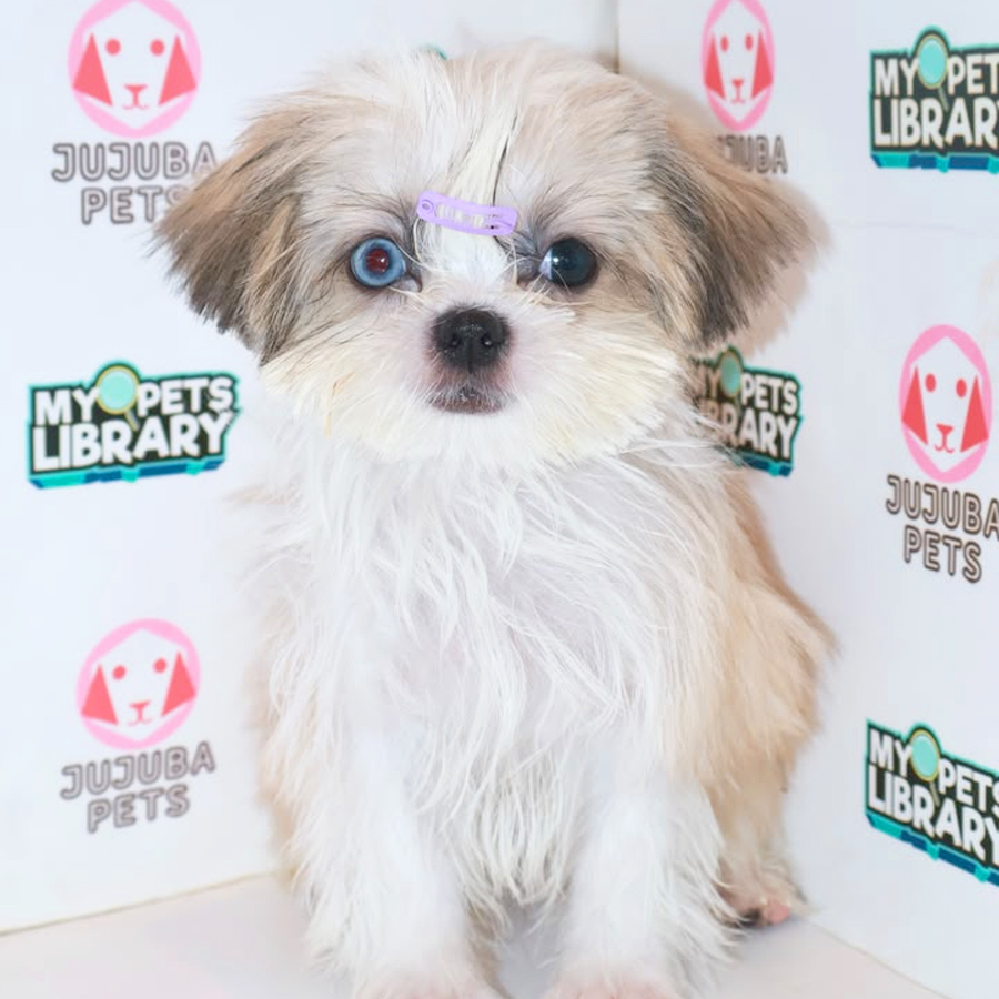 Shih Tzu Puppy