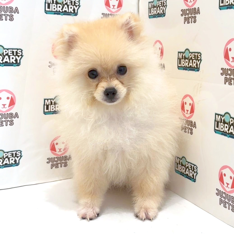 Pomeranian Puppy