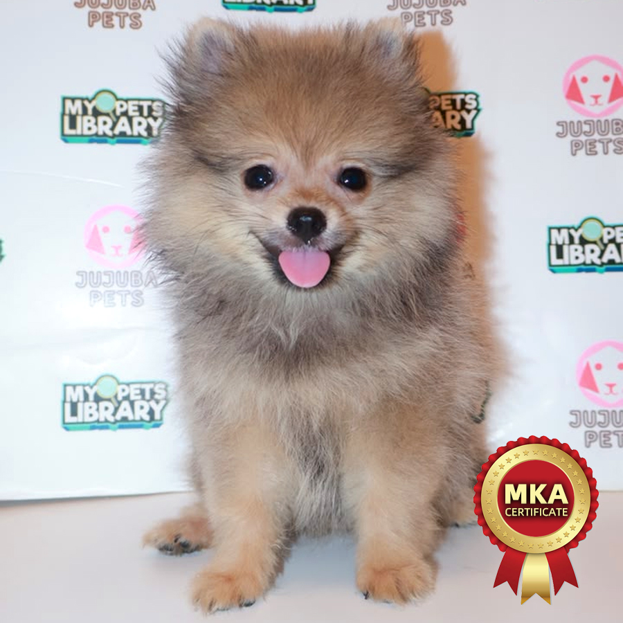 MKA Pomeranian Puppy