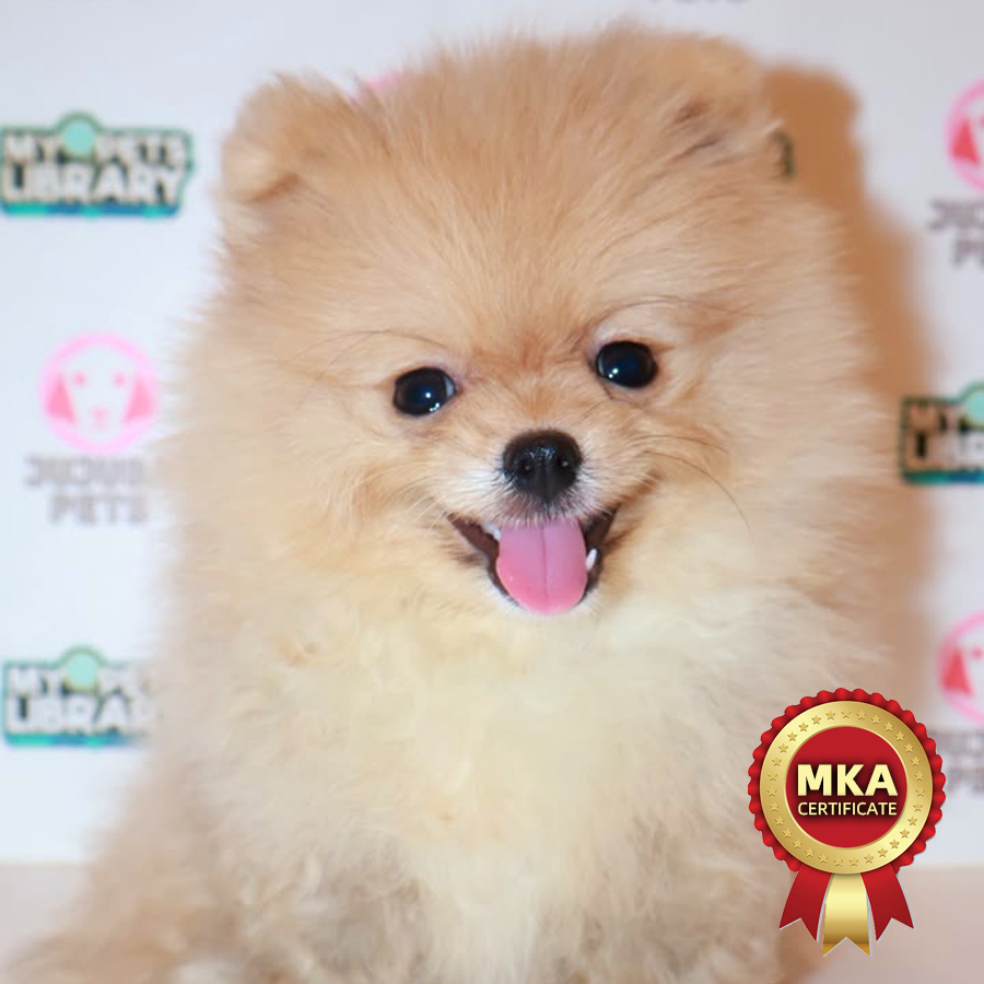 MKA Pomeranian Puppy
