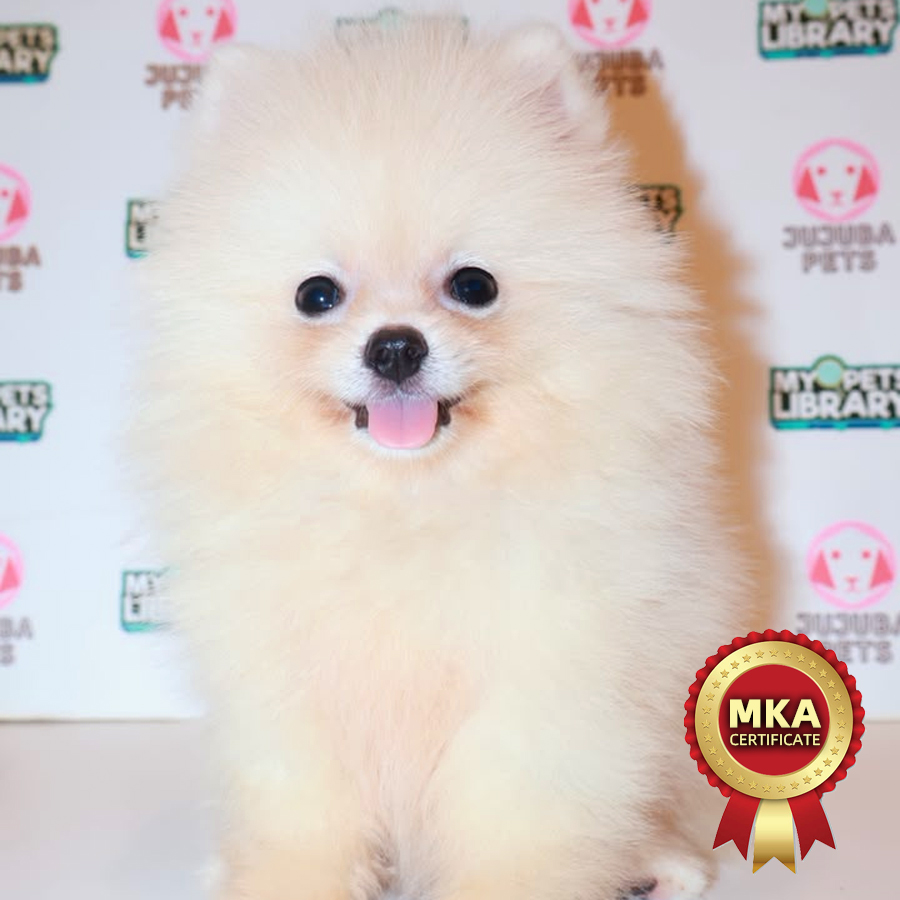MKA Pomeranian Puppy