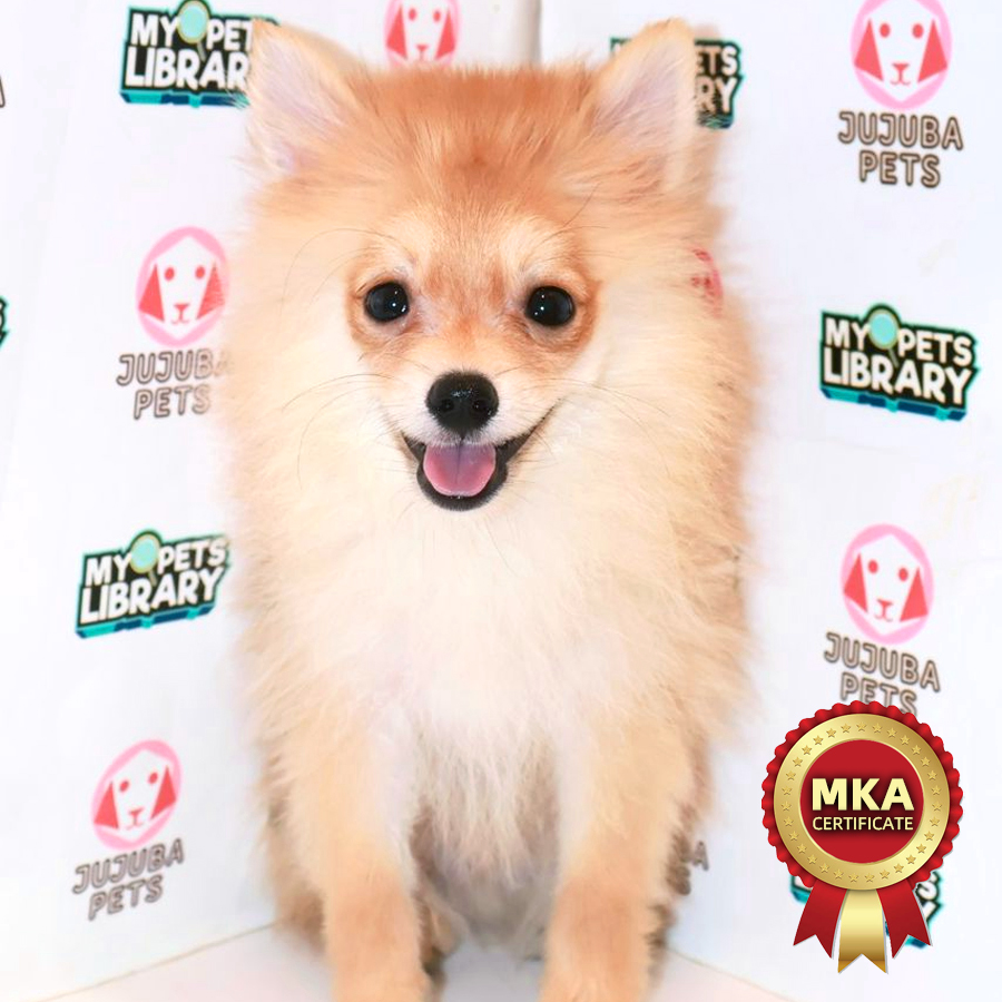 MKA Pomeranian Puppy