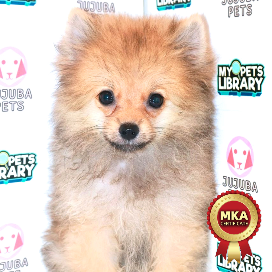 MKA Pomeranian Puppy