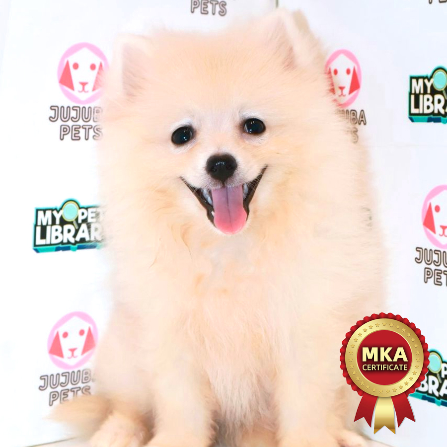 MKA Pomeranian Puppy