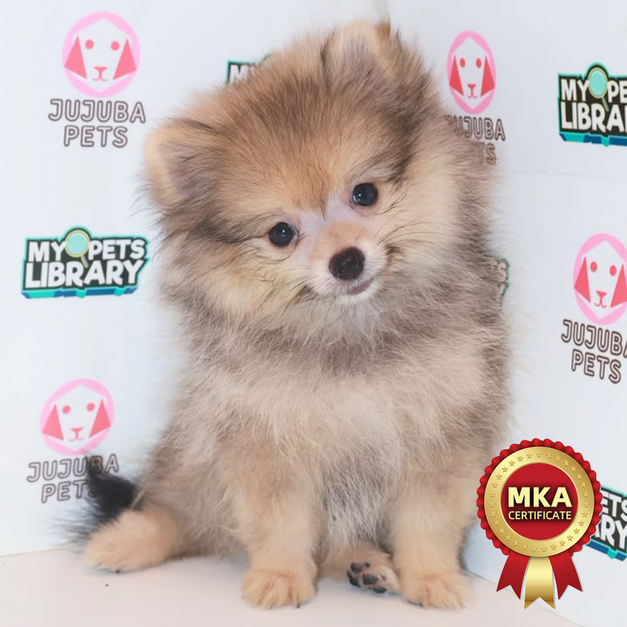 MKA Pomeranian Puppy