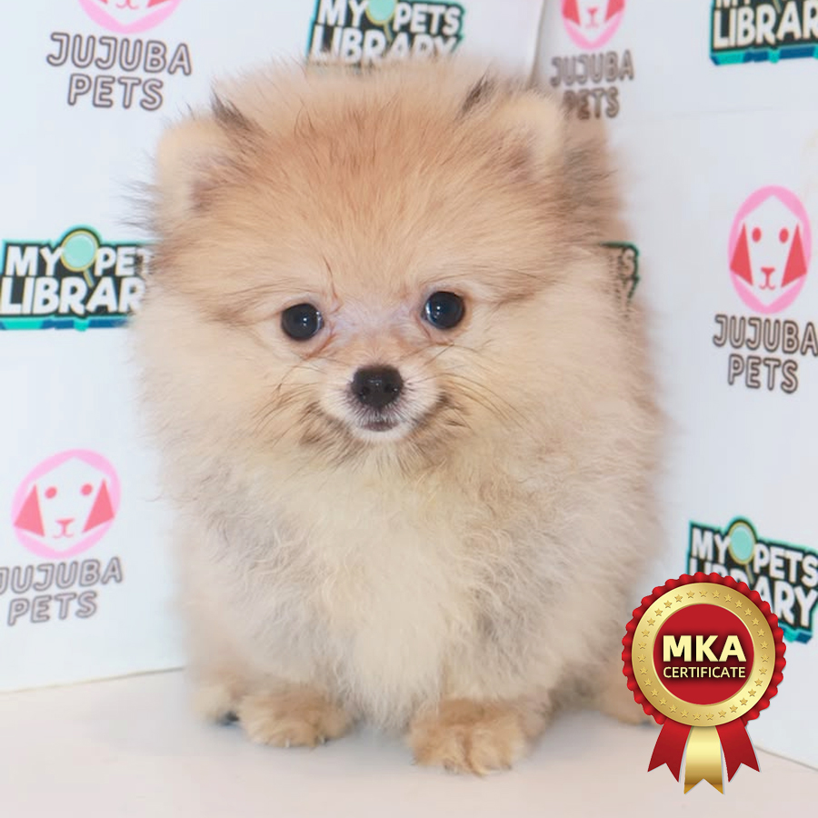 MKA Pomeranian Puppy