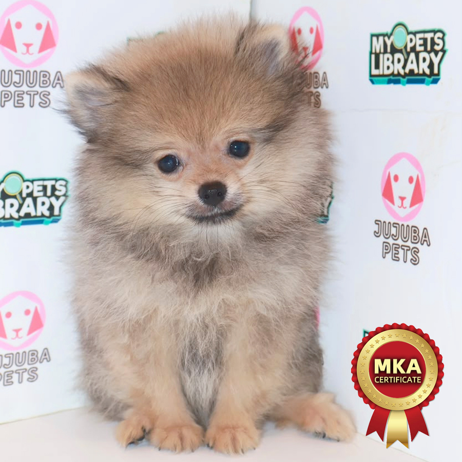 MKA Pomeranian Puppy