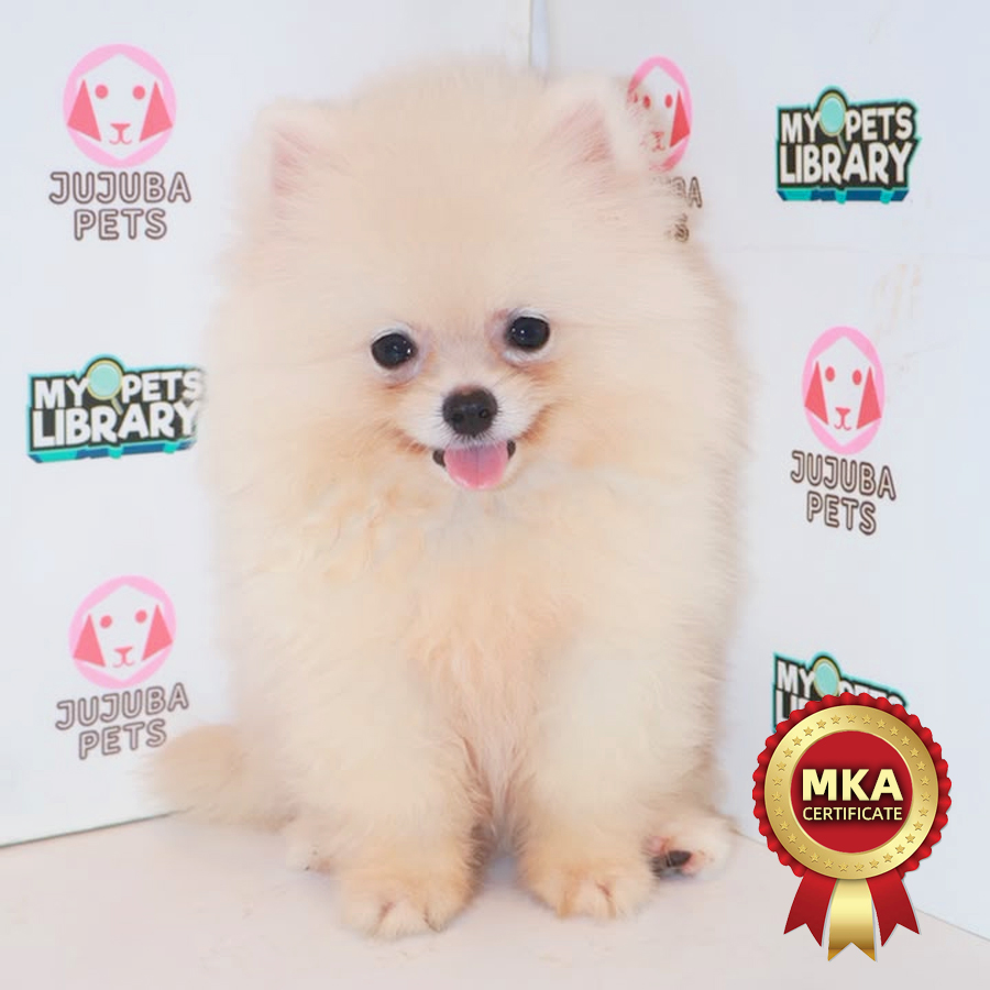 MKA Pomeranian Puppy