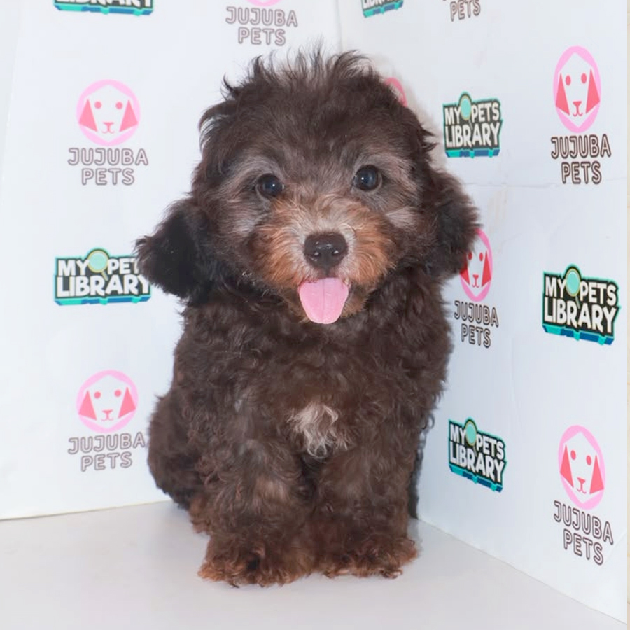 Toy Poodle Puppy