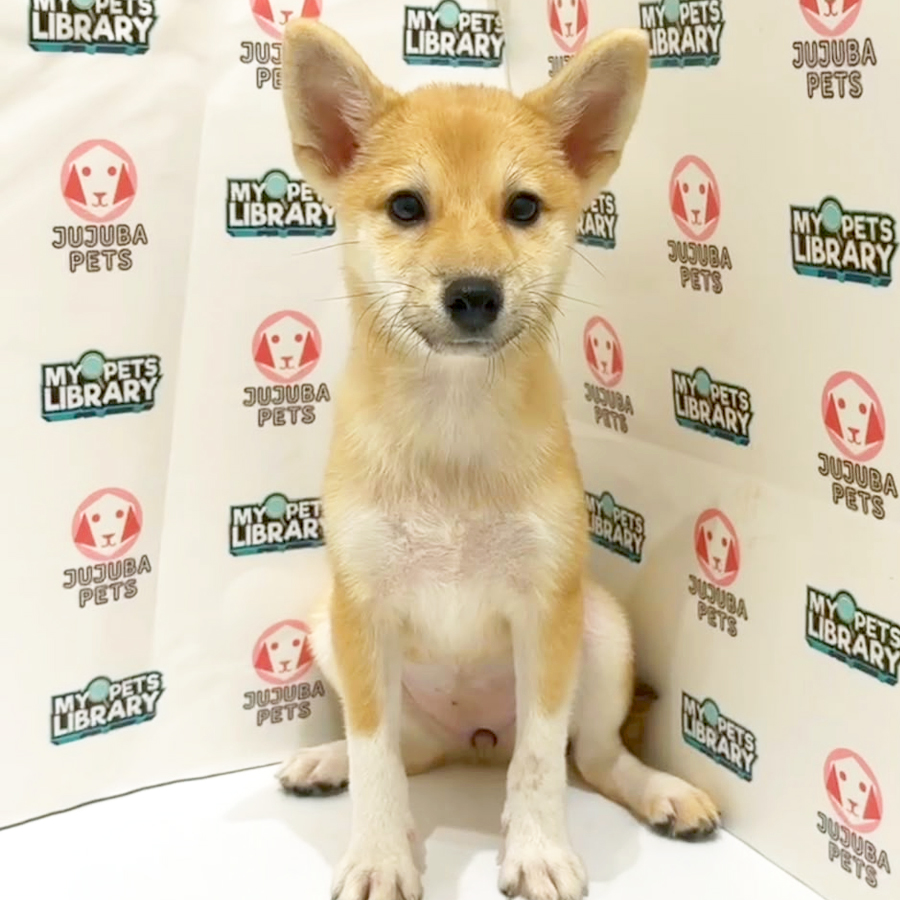 Shiba Inu Puppy