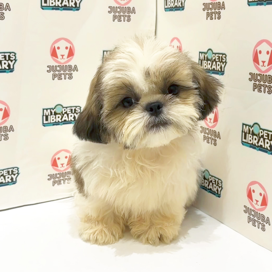 Shih Tzu Puppy