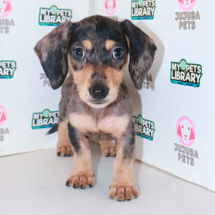 Dachshund Puppy