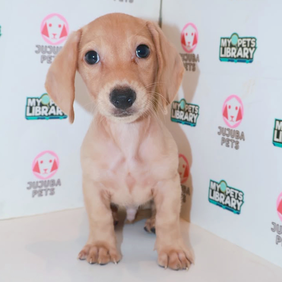 Dachshund Puppy