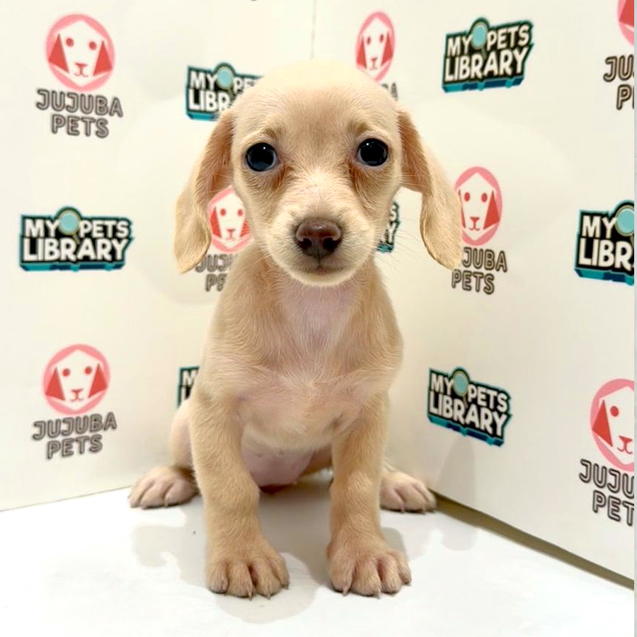 Dachshund Puppy