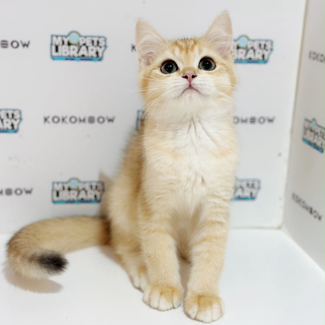 British Shorthair Kitten