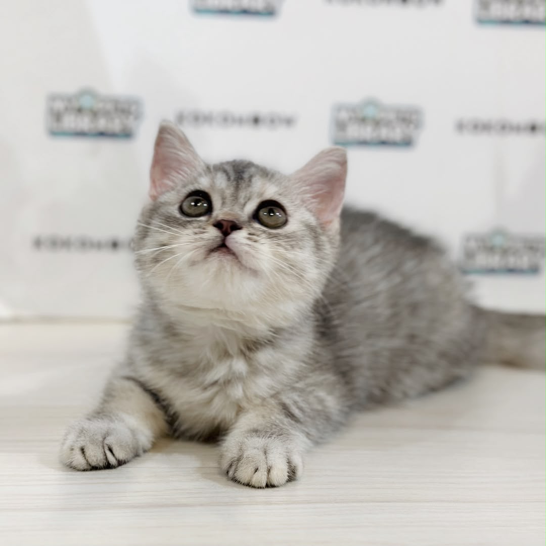 British Shorthair Kitten