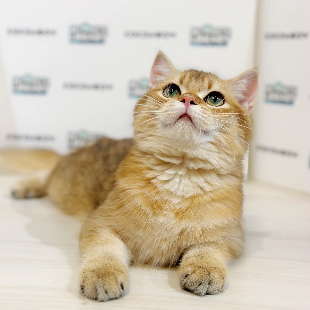 British Shorthair Kitten