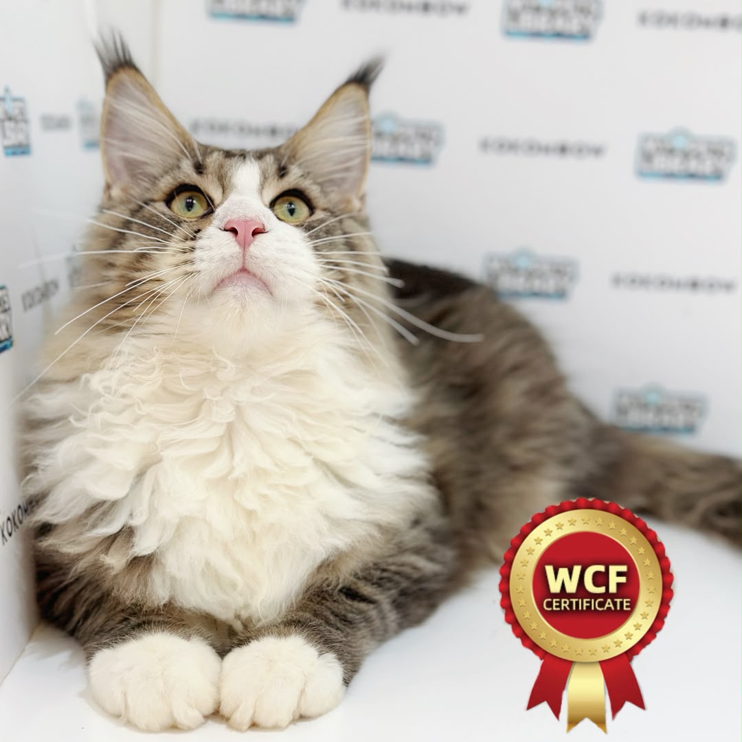 WCF Maine Coon Kitten