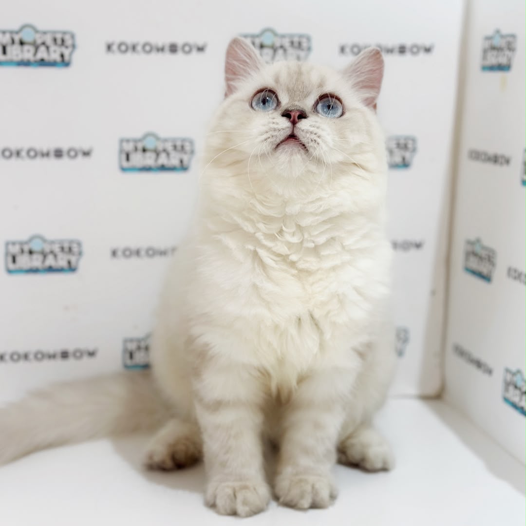 Himalayan Persian Kitten