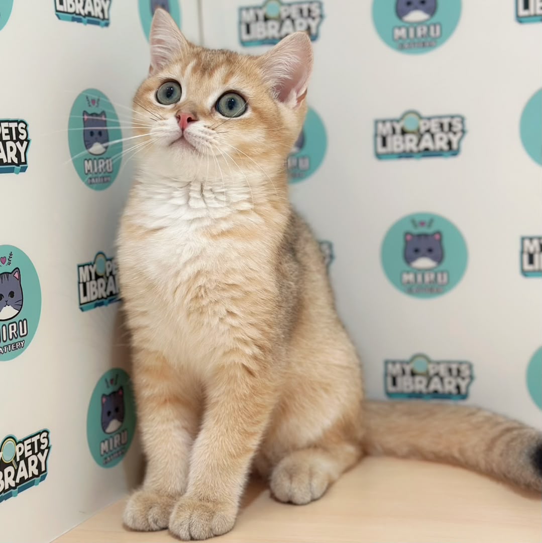 British Shorthair Kitten