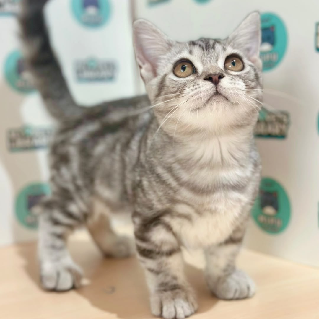 Short Munchkin American Shorthair Kitten