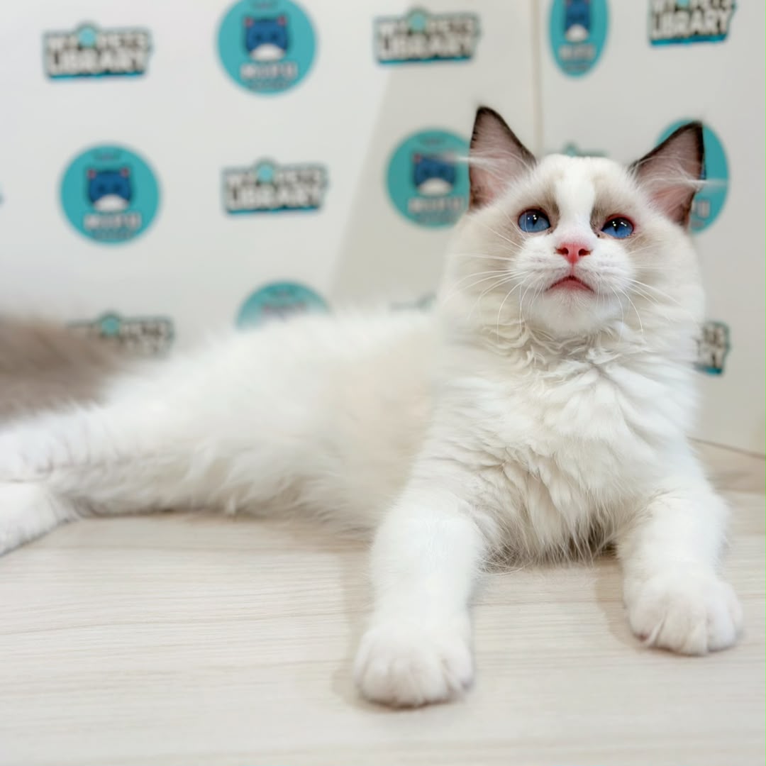 Ragdoll Kitten