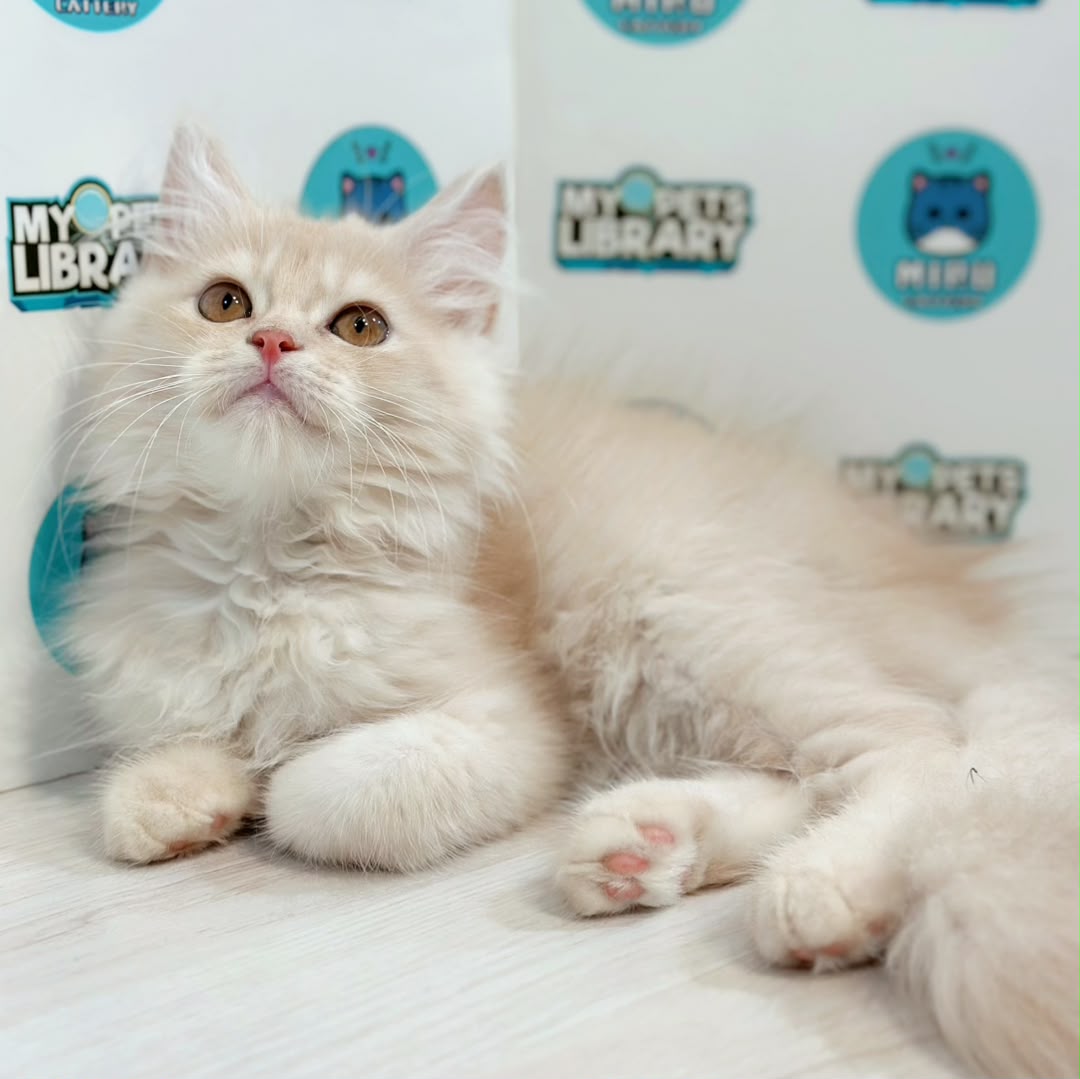Turkish Angora Persian Kitten