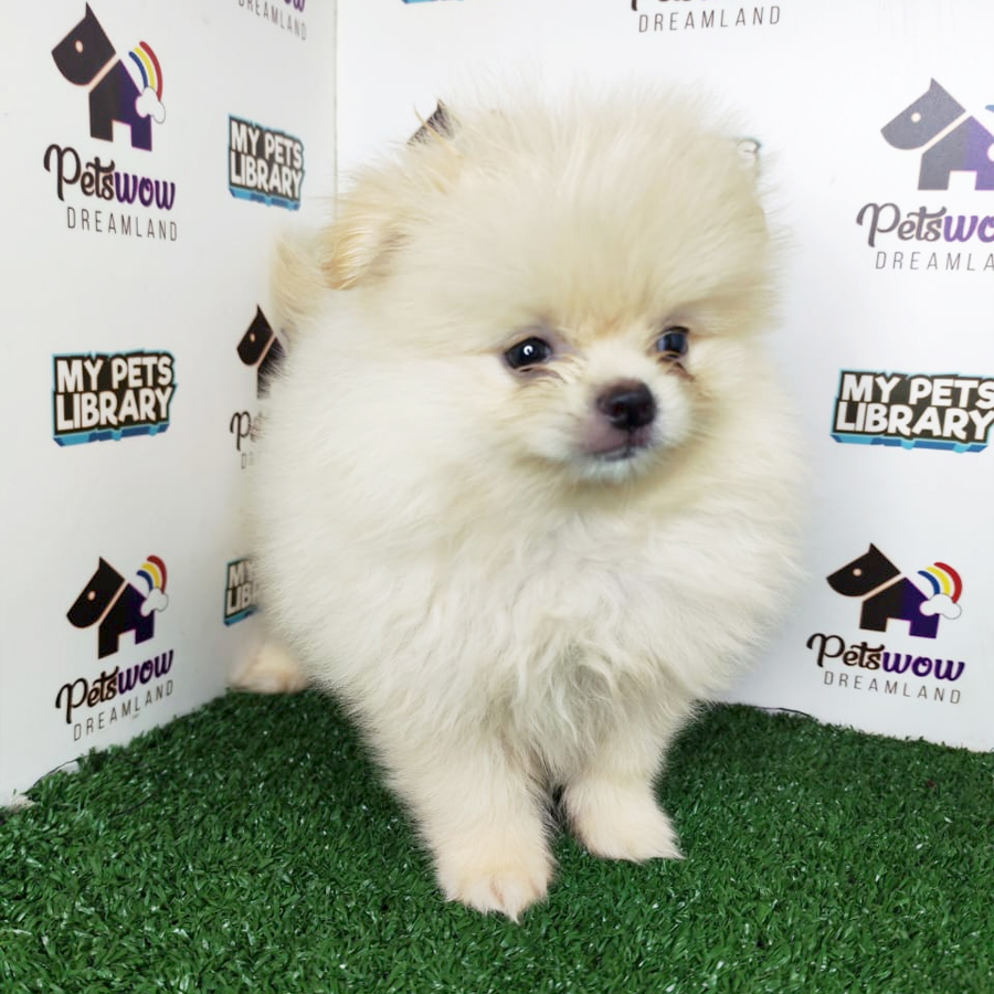 Pomeranian Puppy