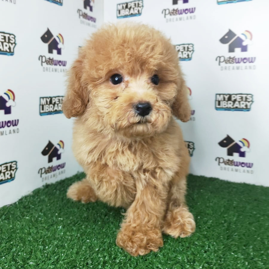 Toy Poodle Puppy