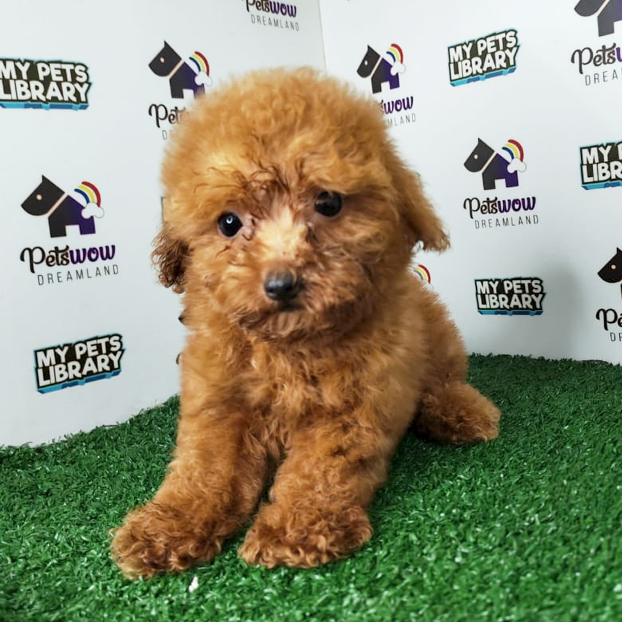 Toy Poodle Puppy