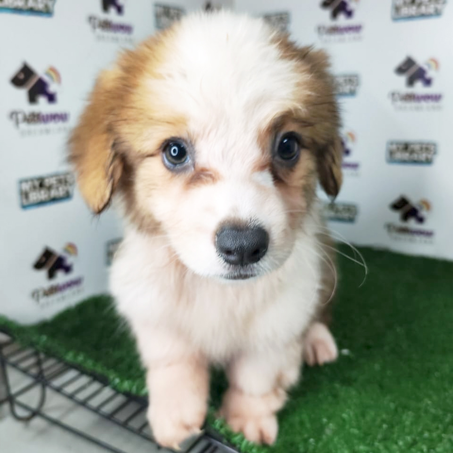 Pembroke Welsh Corgi Puppy