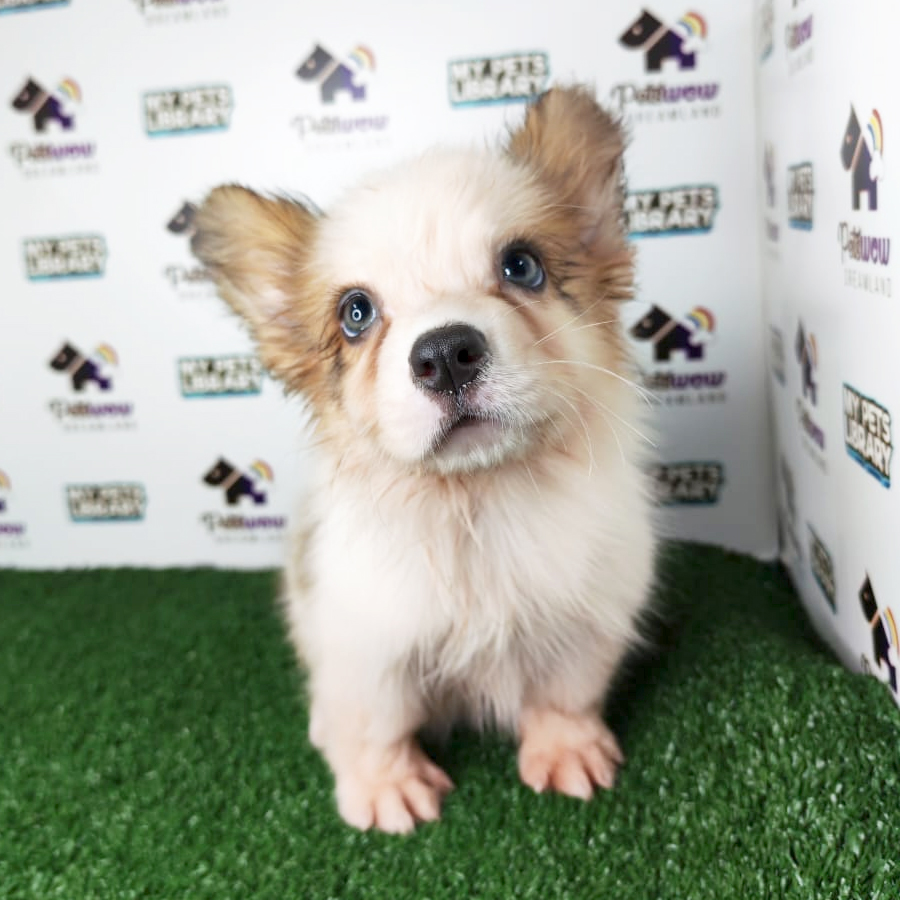Pembroke Welsh Corgi Puppy