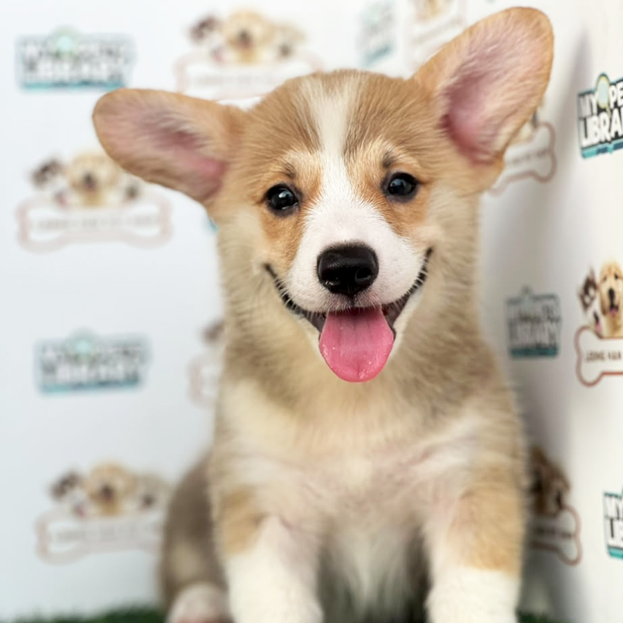 Welsh Corgi Puppy