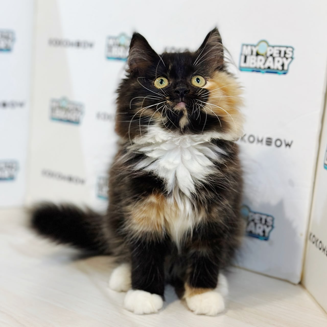 Turkish Angora Persian Kitten