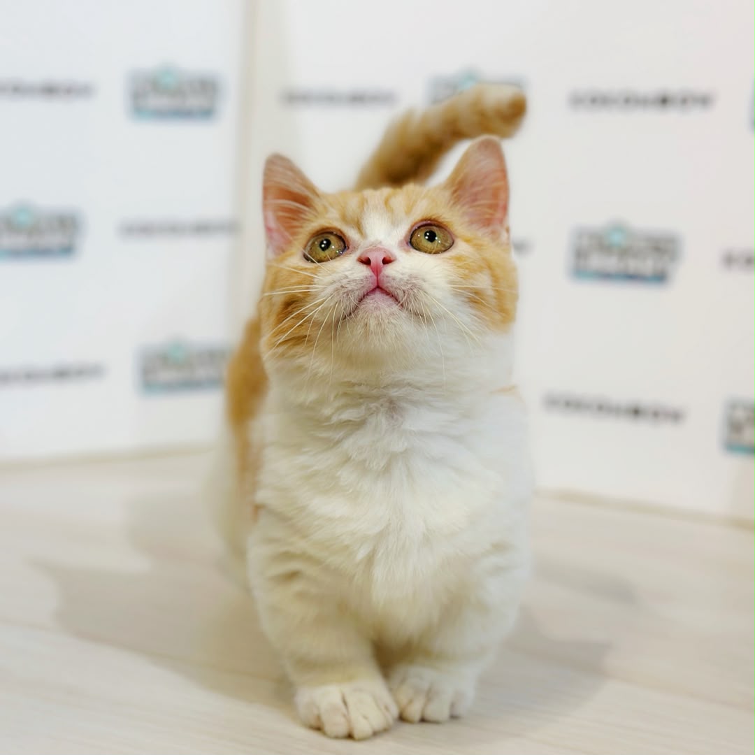 Super Short Munchkin British Shorthair Kitten
