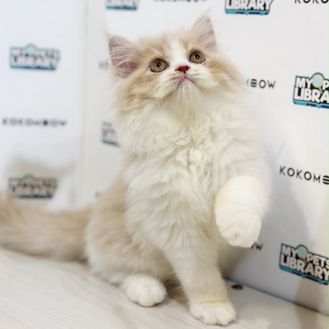 Persian Kitten