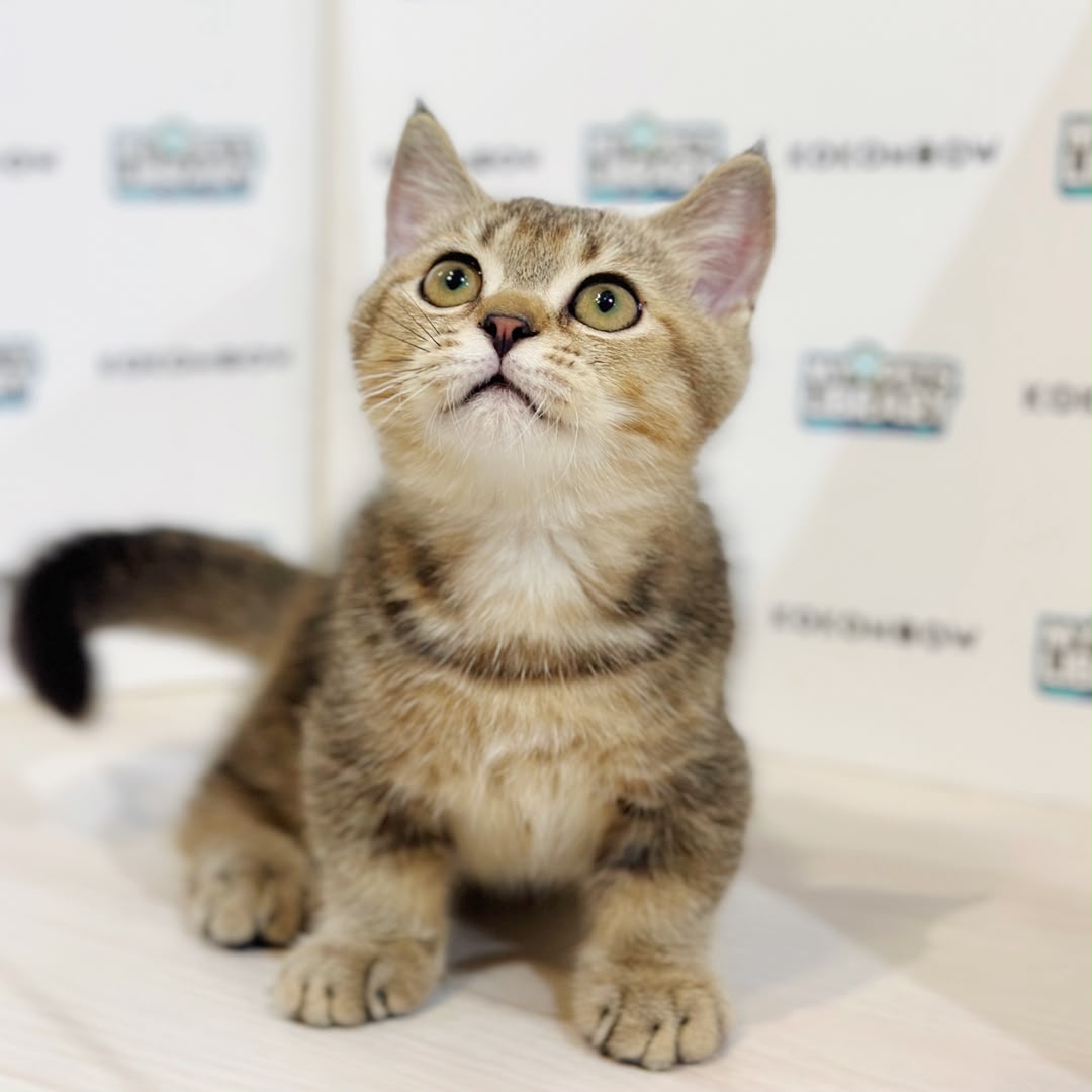 Super Short Munchkin British Shorthair Kitten