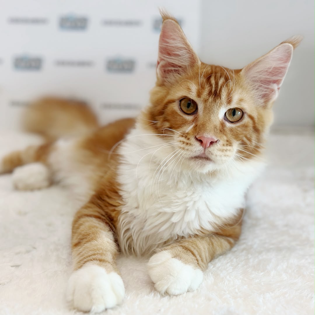 Maine Coon Kitten