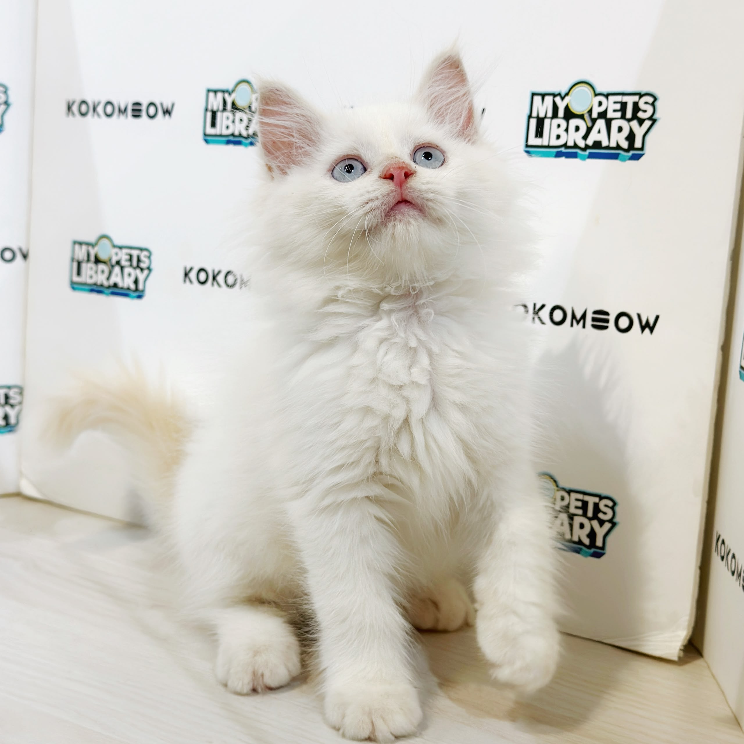 Turkish Angora Persian Kitten