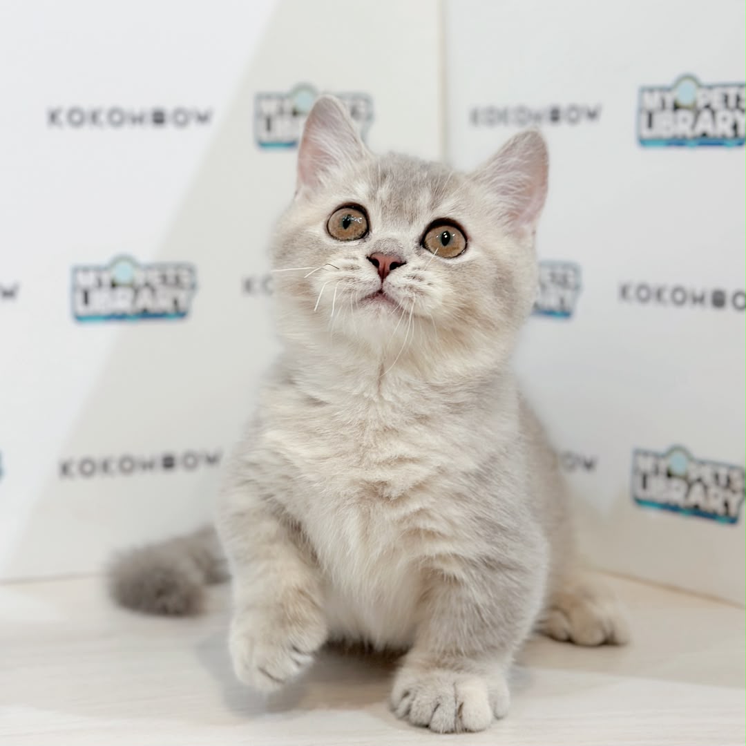 Super Short Munchkin British Shorthair Kitten