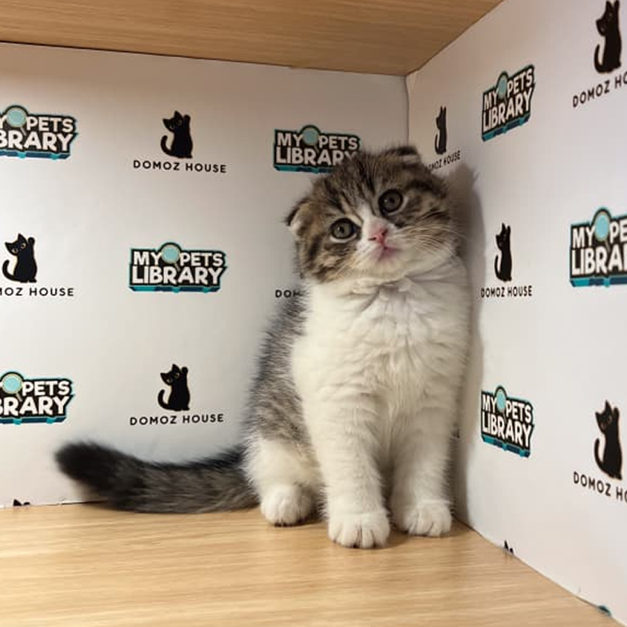 Scottishfold Kitten