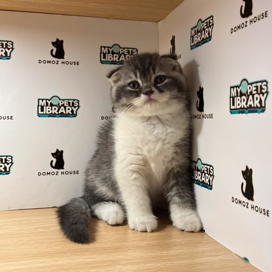 Scottishfold Kitten