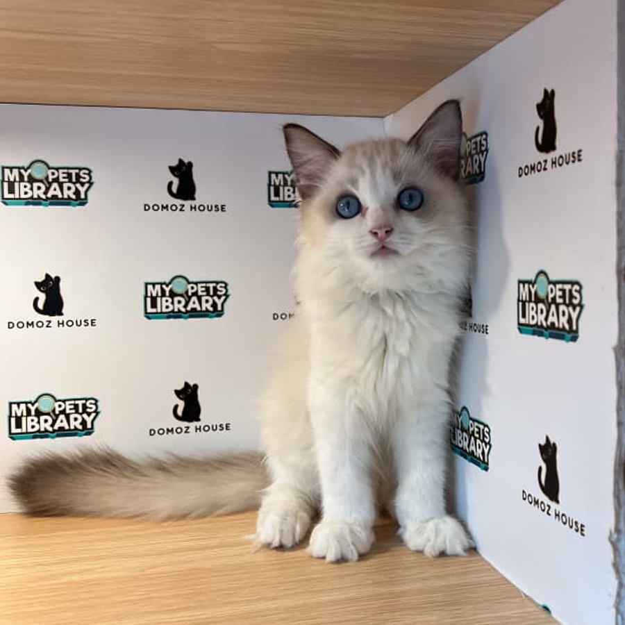 Ragdoll Kitten