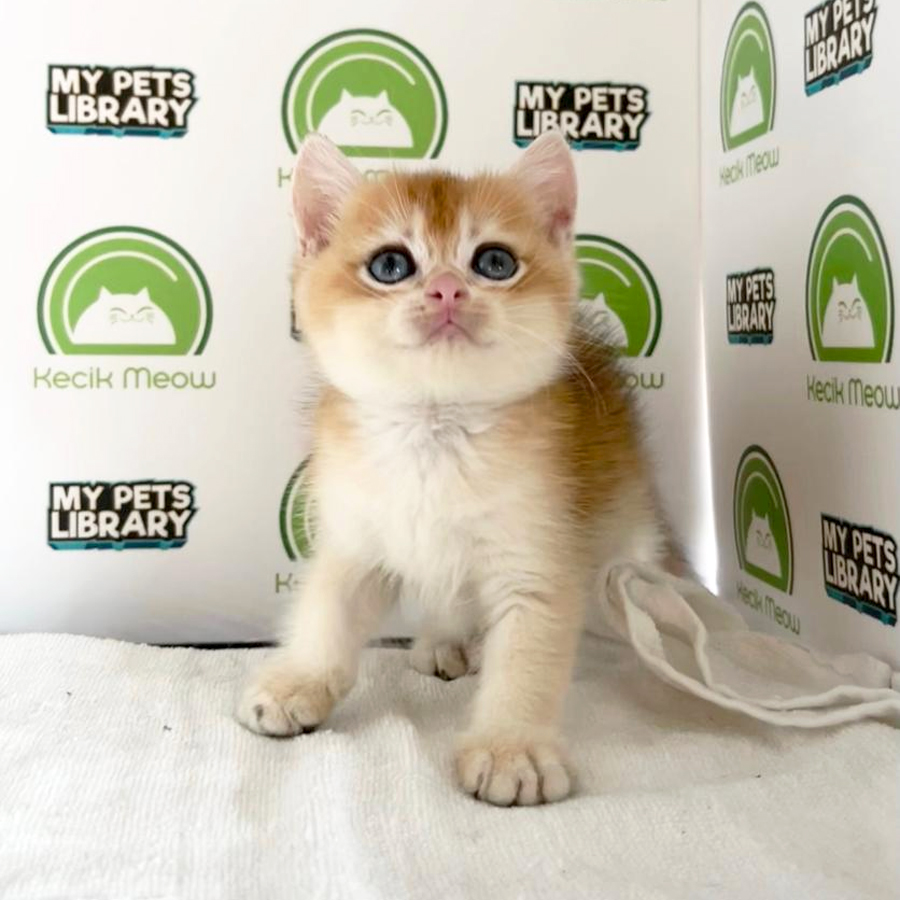 British Shorthair Kitten