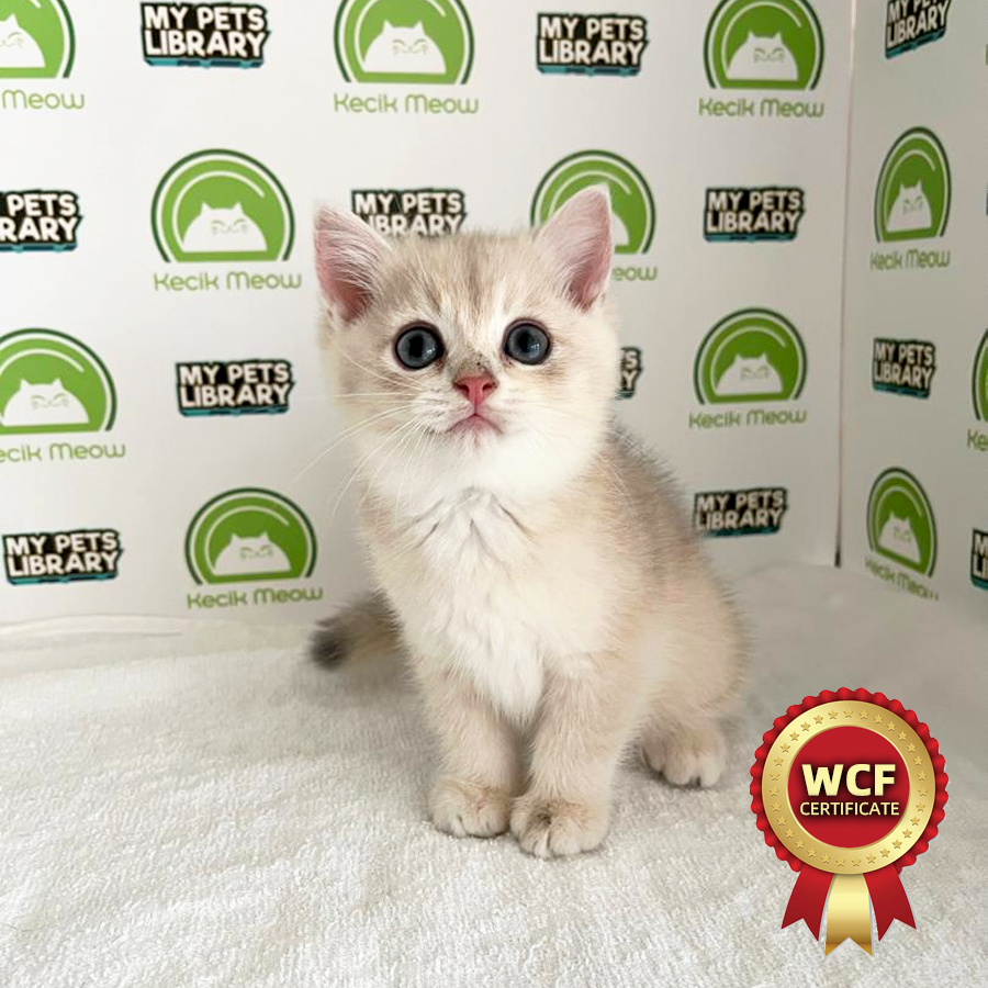 WCF British Shorthair Kitten